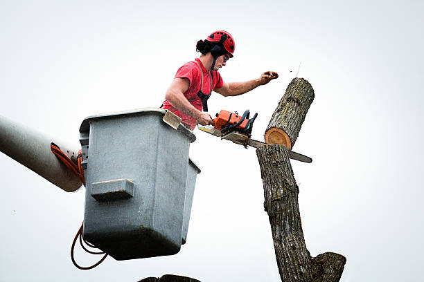 Best Stump Grinding and Removal  in Waipio Acres, HI